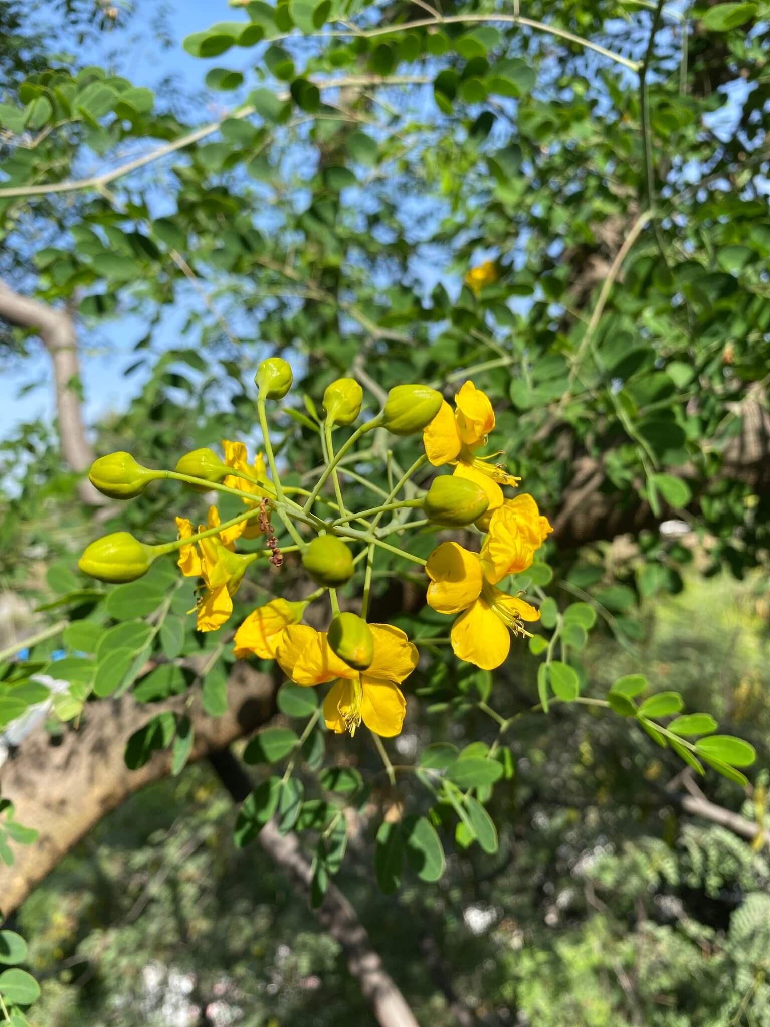 Caesalpinia mexicana